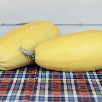 Tivoli Spaghetti Squash (F1 Hybrid 98 days) - Vegetables