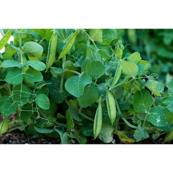 Tom Thumb Pea (Heirloom 50-55 Days) - Vegetables