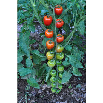 Tomatoberry Garden Tomato ( F1 Hybrid 60 Days ) Vegetables