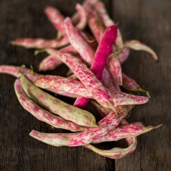 Tongue of Fire Bush Bean (Heirloom 60 Days) - Vegetables