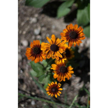 Rudbeckia - Toto Rustic Colors - Flowers