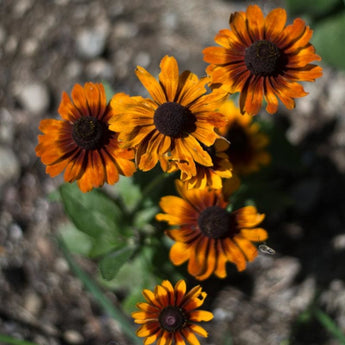 Toto Rustic Colors Rudbeckia - Flowers