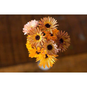 Calendula - Touch Of Red Mix - Flowers