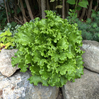 Tropicana Lettuce (52 Days)