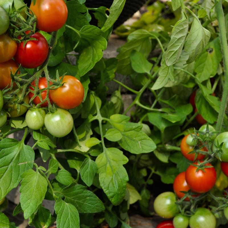BlushingStar Tomato (F1 Hybrid 70-75 Days) – Pinetree Garden Seeds