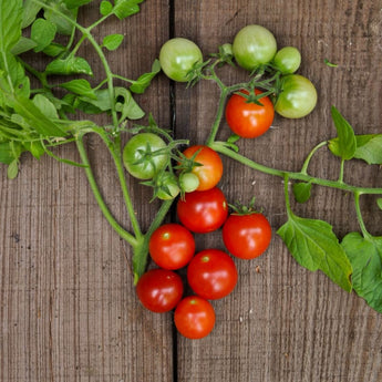 Tumbler Tomato (F1 Hybrid 50 Days) - Vegetables