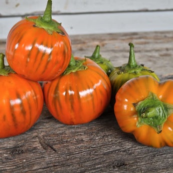 Turkish Orange Eggplant (Heirloom 80 days) - Vegetables