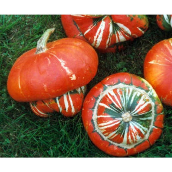 Turks Turban Gourd (100 Days) - Vegetables