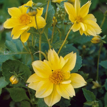 Unwins Dwarf Mix Dahlia - Flowers