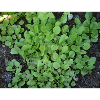 Upland Cress (40 Days) - Vegetables