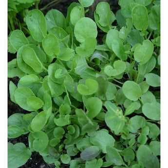 Upland Cress (40 Days) - Vegetables