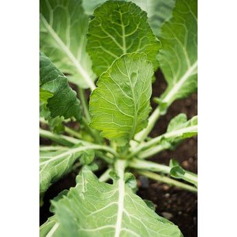 Vates Collards (75 days) - Vegetables