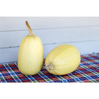 Vegetable Spaghetti Winter Squash (Heirloom 100 Days) - Vegetables