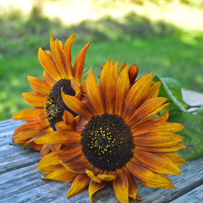 velvet queen sunflower