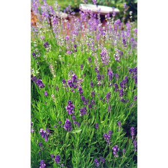 Vera Lavender - Herbs