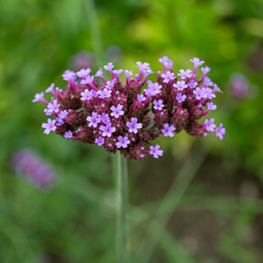 Verbena Bonariensis – Pinetree Garden Seeds