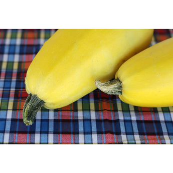 Vermicelli Squash (F1 Hybrid 90 Days) - Vegetables