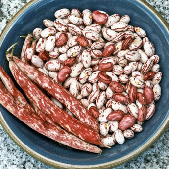 Vermont Cranberry Bush Dried Bean (Heirloom 85 days) - Vegetables