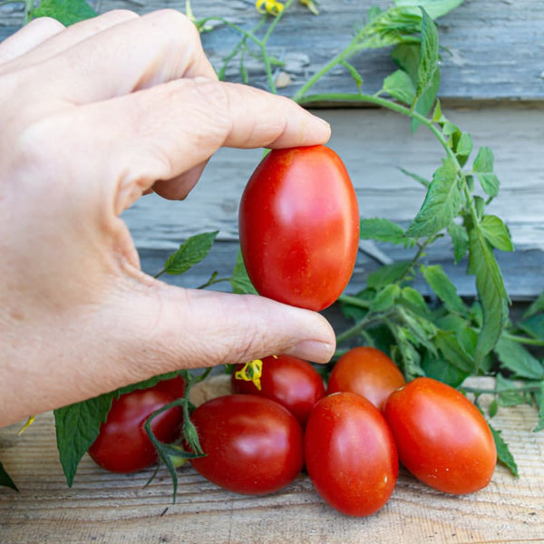 https://www.superseeds.com/cdn/shop/products/verona-tomato-f1-hybrid-67-days-organic-vegetables-pinetree-garden-seeds-327_grande.jpg?v=1665585621