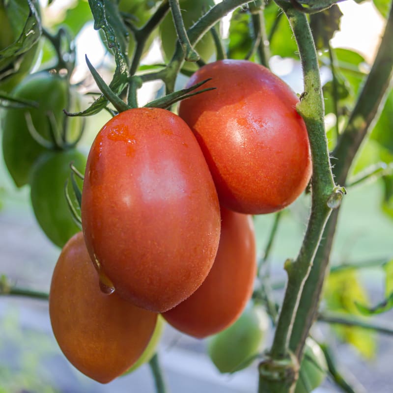 https://www.superseeds.com/cdn/shop/products/verona-tomato-f1-hybrid-67-days-organic-vegetables-pinetree-garden-seeds-981.jpg?v=1665585643