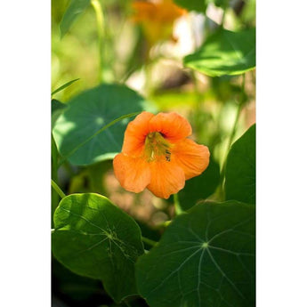 Nasturtium - Vesuvius - Flowers