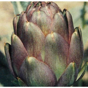 Violetto Artichoke (60 Days) - Vegetables