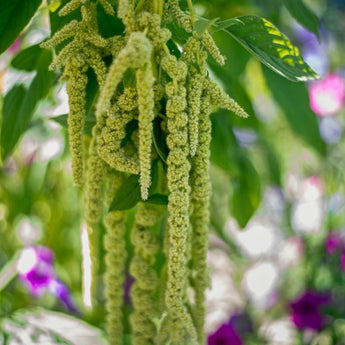 Virdis Amaranth - Flowers