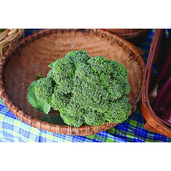 Waltham 29 Broccoli (85 Days) - Vegetables