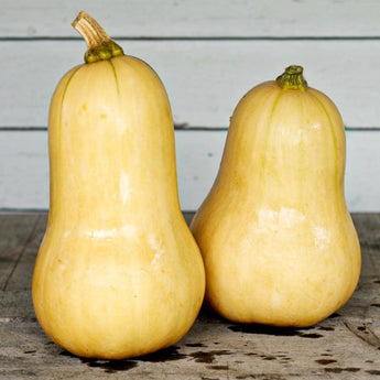 Waltham Butternut Squash (90 Days) - Vegetables