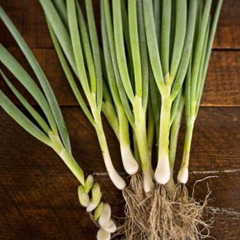 Warrior Bunching Onion (60 days) - Vegetables