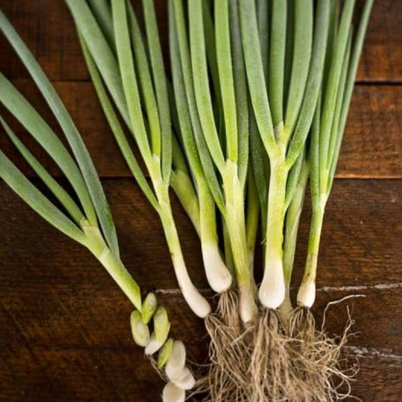 Warrior Bunching Onion (60 Days) – Pinetree Garden Seeds