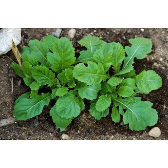 Wasabi Arugula (45 Days) - Vegetables