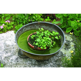 Watercress (50 Days) - Vegetables