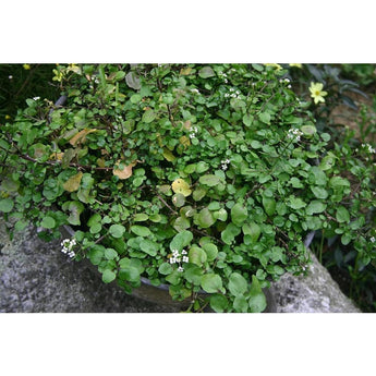 Watercress (50 Days) - Vegetables