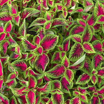 Watermelon Premium Sun Coleus