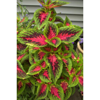 Watermelon Premium Sun Coleus