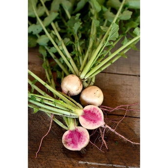 Watermelon Radish (37 Days) - Vegetables