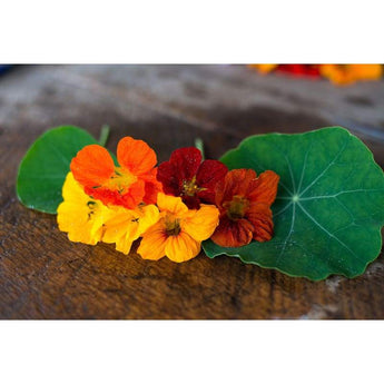 Nasturtium - Whirlybird Choice Mix - Flowers