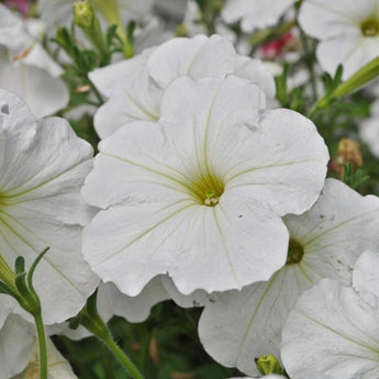 White Easy Wave Petunia - Flowers