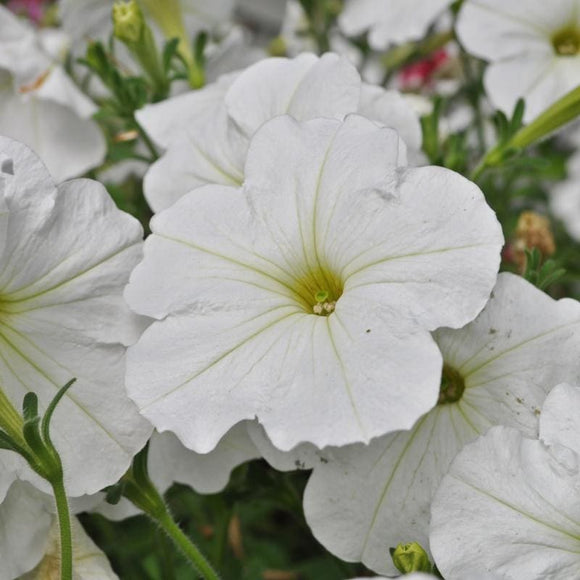 White Easy Wave Petunia – Pinetree Garden Seeds