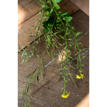 White Mustard - Herbs