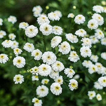 White Pompon Feverfew - Herbs