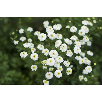 White Pompon Feverfew - Herbs