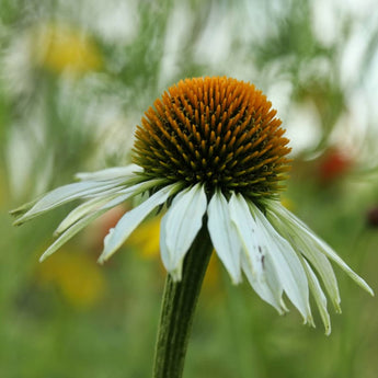 White Swan Echinacea - Flowers