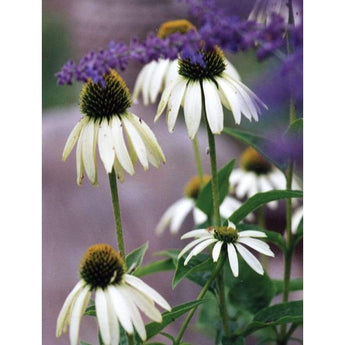 Echinacea - White Swan - Flowers