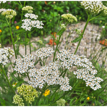 White Yarrow - Flowers