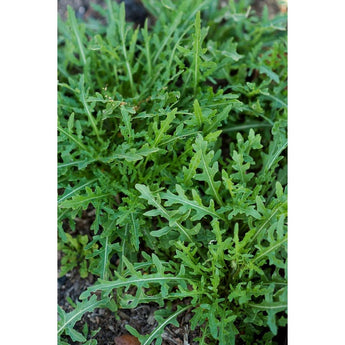 Wild Arugula (50 Days) - Vegetables