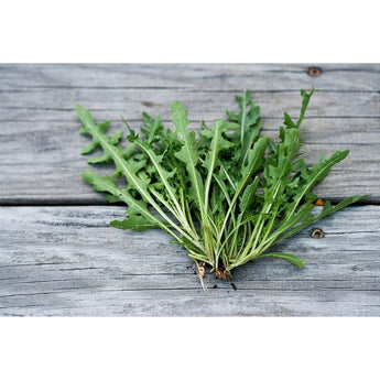 Wild Arugula (50 Days) - Vegetables