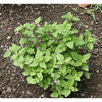 Wild Basil - Herbs