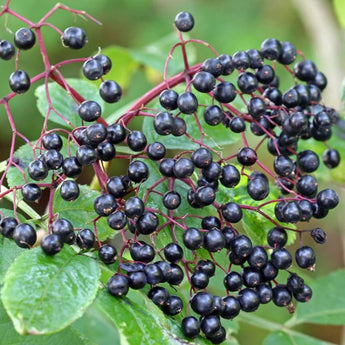 Wild Elderberry - Spring